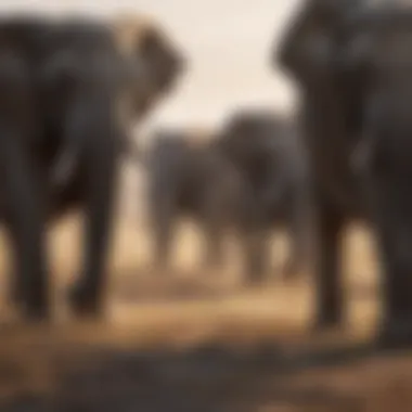 Majestic Elephant Herd Roaming in Savanna