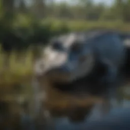 Majestic Everglades Alligator in Wetland