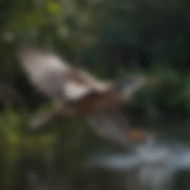 Majestic Everglades Bird in Flight