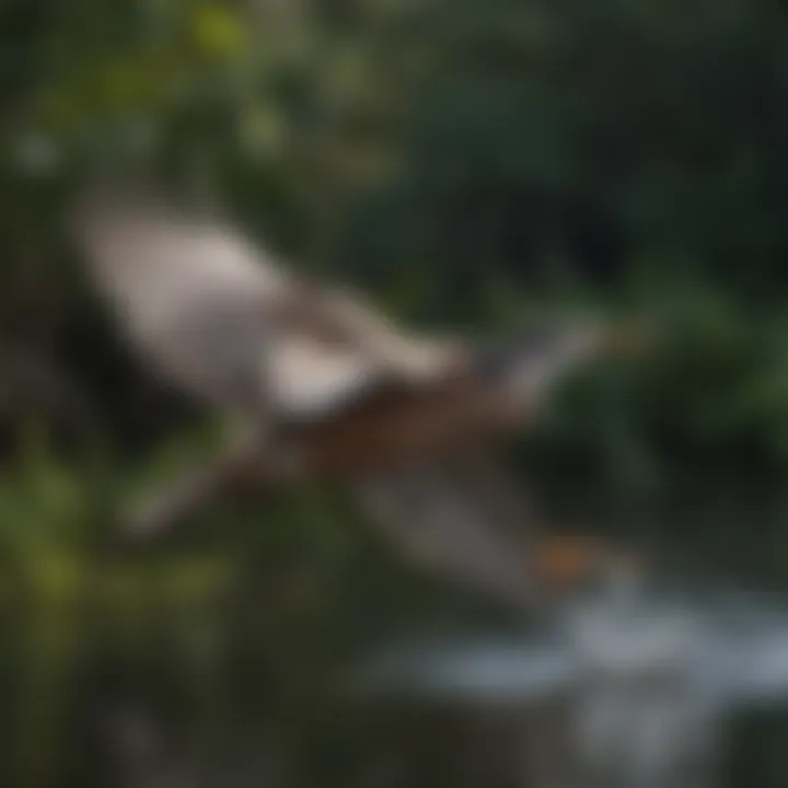 Majestic Everglades Bird in Flight