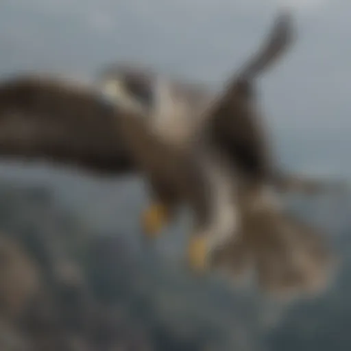 Majestic Peregrine Falcon in Flight