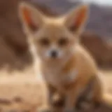 Majestic Fennec Fox in Desert