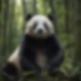 Majestic giant panda resting in bamboo forest