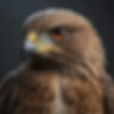 Struggling Wildlife: Effects of Air Pollution Majestic hawk struggling to breathe in polluted air