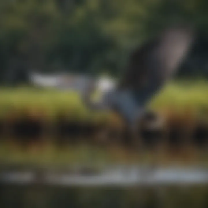 A majestic heron soaring gracefully above the wetlands