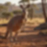 Majestic Kangaroo in the Outback
