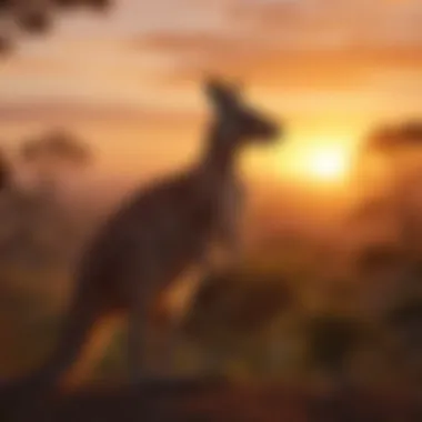 Majestic kangaroo silhouette against a vibrant sunset backdrop