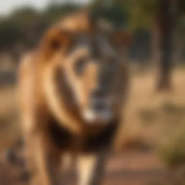 Majestic Lion in African Savanna