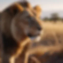 Majestic lion in the African savannah