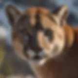 Majestic mountain lion showcasing its stealth and power