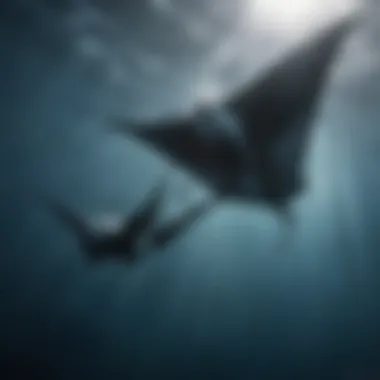 Giant Oceanic Mantas Gliding