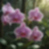 Majestic orchid blooming in lush rainforest