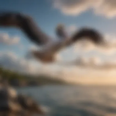 Majestic Pelicans Soaring Over St. Thomas Island