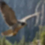 Majestic Peregrine Falcon soaring over Yosemite Valley