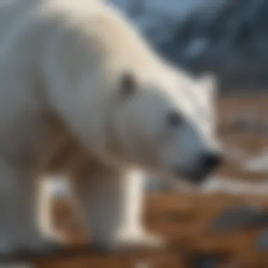 Graceful Polar Bear Roaming the Arctic Tundra Majestic Polar Bear in Arctic Landscape