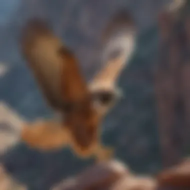 Majestic Red-tailed Hawk Soaring over Canyon