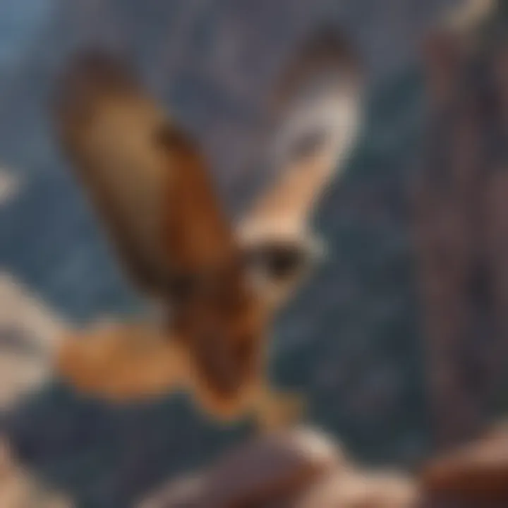 Majestic Red-tailed Hawk Soaring over Canyon