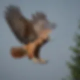 Majestic red-tailed hawk soaring in the sky