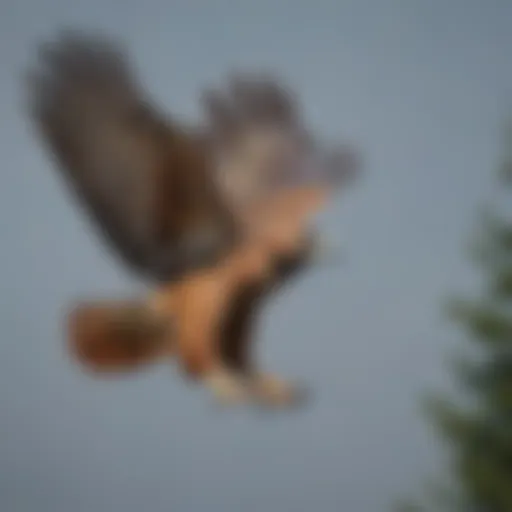 Majestic red-tailed hawk soaring in the sky