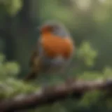 Majestic Robin perched on a tree branch