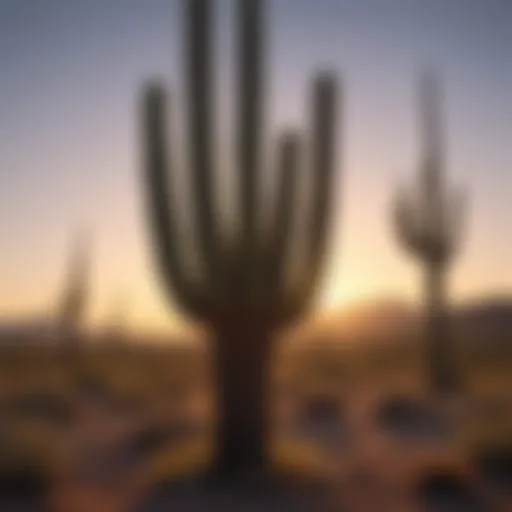 Majestic Saguaro Cactus in Sunset Glow