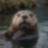 Majestic Sea Otter Grooming Its Fur