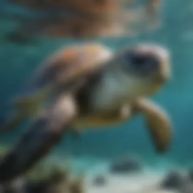 Majestic Sea Turtle Gliding Through Crystal Waters Majestic Sea Turtle Gliding Through Crystal Waters
