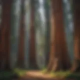 Majestic Sequoia Trees in California