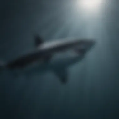 Majestic Silhouette of a Great White Shark