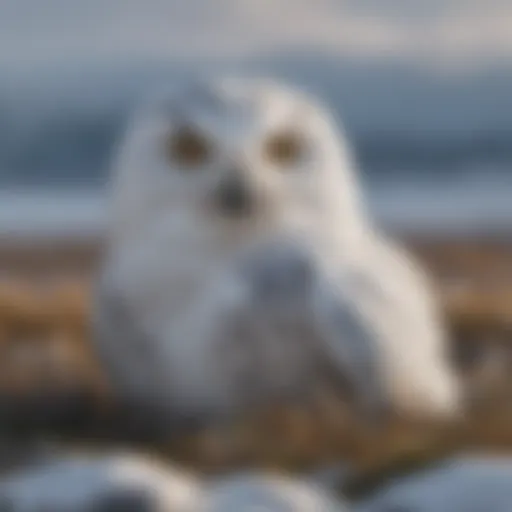 Majestic Snowy Owl in Arctic Tundra