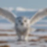 Majestic snowy owl in flight over Arctic tundra