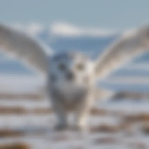 Majestic snowy owl in flight over Arctic tundra