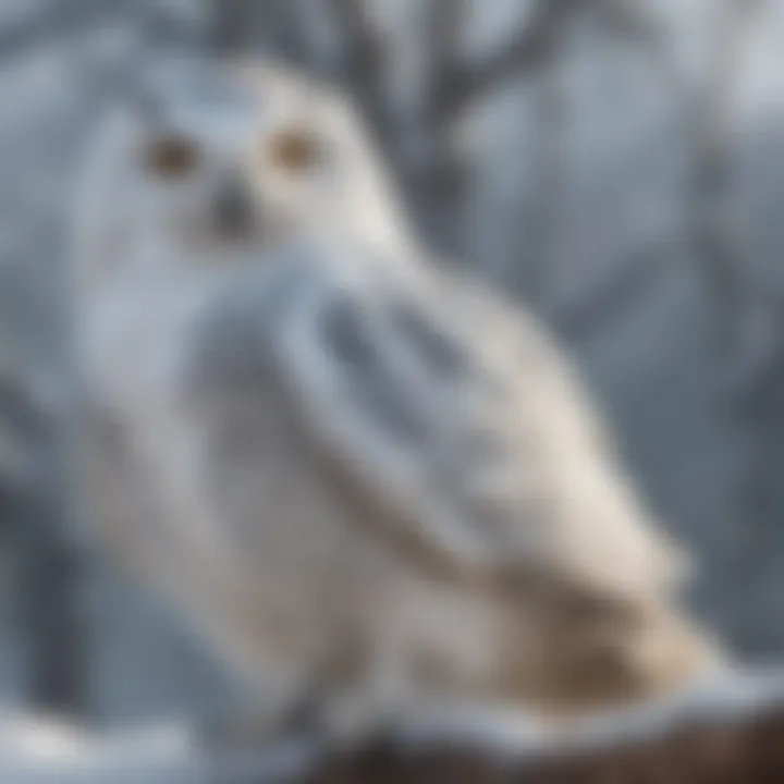 Majestic snowy owl perched on a snow-covered branch