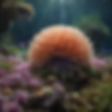 Majestic Sea Anemone Underwater Garden