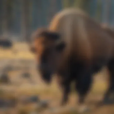 Majestic Yellowstone Bison roaming the pristine wilderness