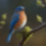Majestic Bluebird perched on a branch