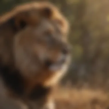 Male lion strategizing with intensity before a hunt