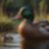 Intricate Feeding Behavior of Mallard Ducks