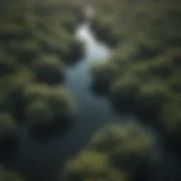 Mangrove Canopy in the Everglades