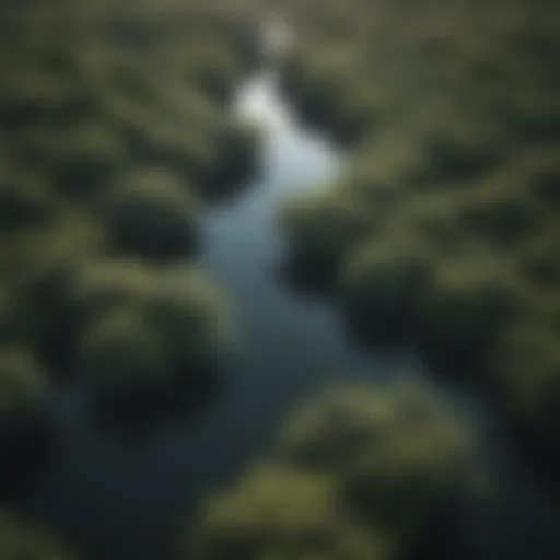Mangrove Canopy in the Everglades
