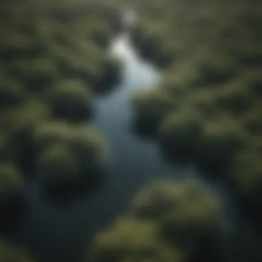 Aerial View of Lush Mangrove Canopy Mangrove Canopy in the Everglades