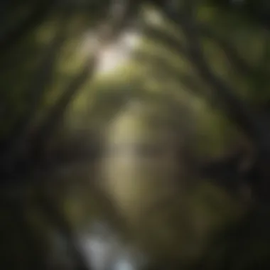 Mangrove Forest Canopy in Everglades State Park
