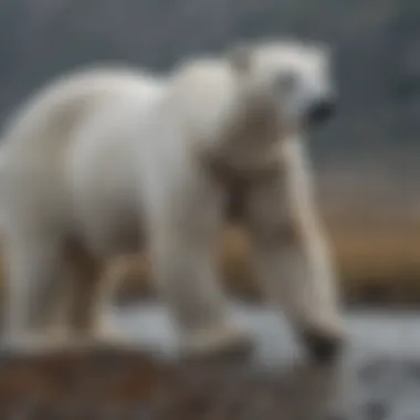 Mapping Polar Bear Territories and Migration Map highlighting polar bear territories and migration routes