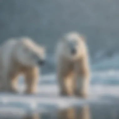 Polar Bears Thriving on Sea Ice Close-up of polar bears on sea ice, showcasing their natural environment