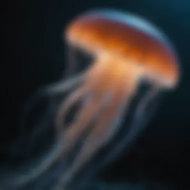 A close-up of a bioluminescent jellyfish illuminating the dark ocean
