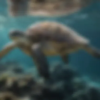 The Graceful Sea Turtle A sea turtle gliding through clear waters