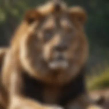 Mature lion displaying dominance in its pride