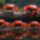 Red crabs in mesmerizing migration