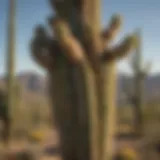 Majestic Saguaro Cacti in the American Southwest