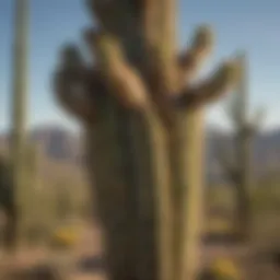 Majestic Saguaro Cacti in the American Southwest